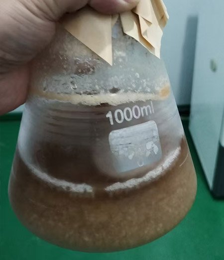 Hand holding a 1000 ml Erlenmeyer flask containing brown cloudy liquid culture of button mushroom with mycelial sediment
