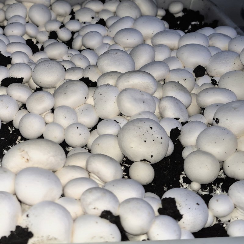 Close-up of densely packed white button mushrooms (Agaricus bisporus) growing in dark compost soil