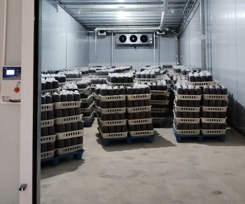 Interior of a mushroom incubation room with white insulated walls and ceiling, two black cooling/ventilation units mounted on the far wall. Concrete floor with multiple rows of blue pallets stacked with white plastic baskets filled with dark cylindrical spawn bags covered in white film. A control panel with a screen and red button is visible on the left near the doorway.